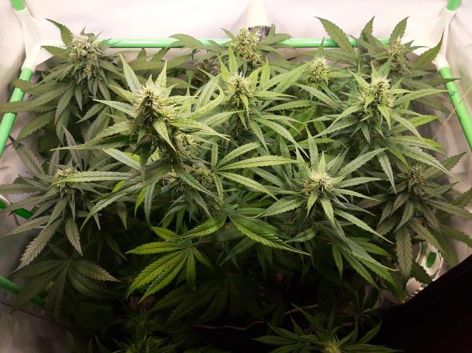 Super³Sativas. Week 10 - Day 67