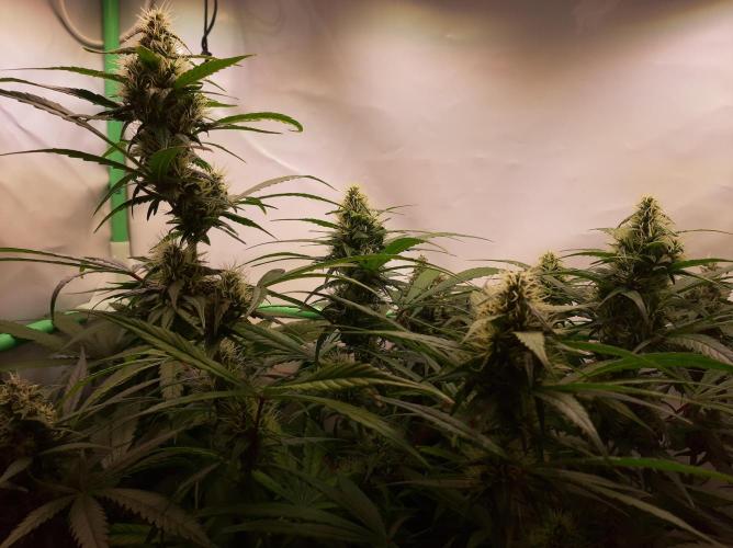 Super³Sativas. Week 10 - Nevilles Haze Skyline