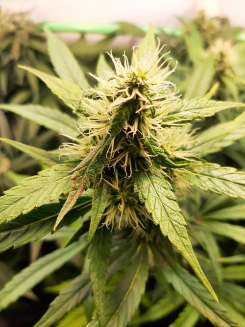 Super³Sativas. Week 10 - Nevills Haze necrose