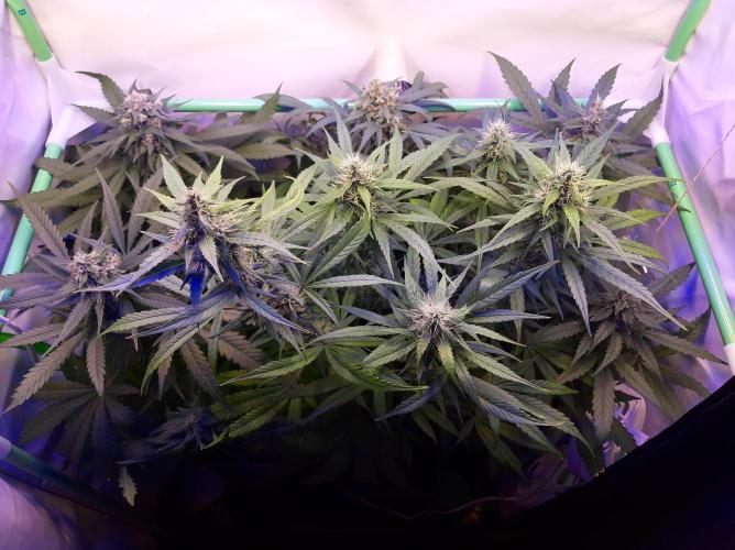 Super³Sativas. Week 10 - Day 69