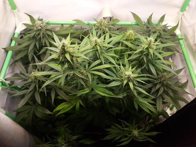 Super³Sativas. Week 10 - Day 68