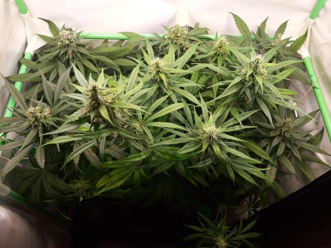 Super³Sativas. Week 11 - Day 70