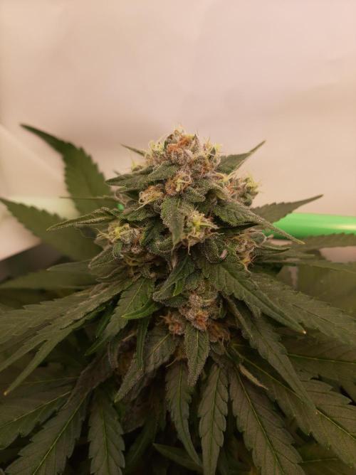 Super³Sativas. Week 11 - Super Lemon Haze - Day 70