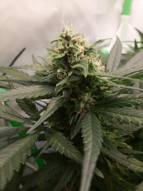 Super³Sativas. Week 11 - Super Silver Haze - Day 70