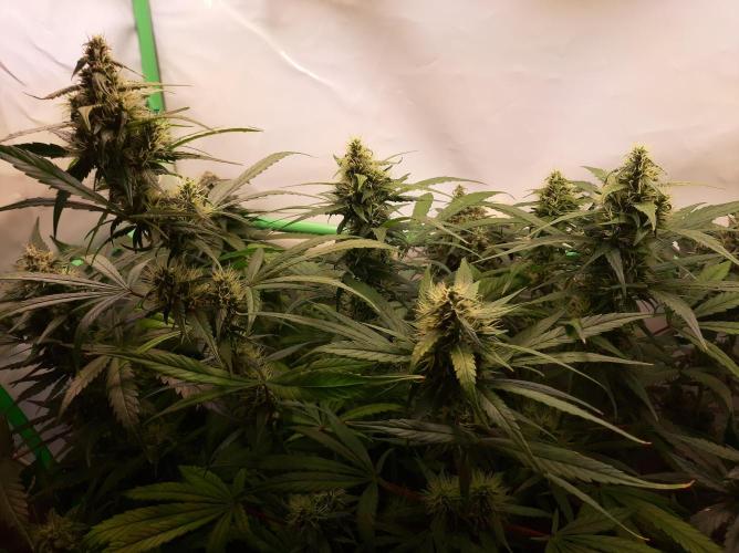 Super³Sativas. Week 11 - Nevilles Haze - Day 70