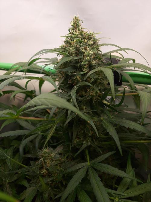 Super³Sativas. Week 11 - CBD Chronic - Day 70