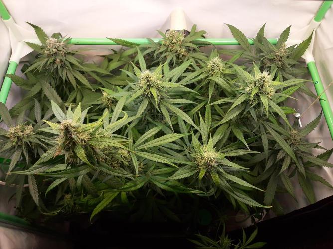 Super³Sativas. Week 11 - Day 72