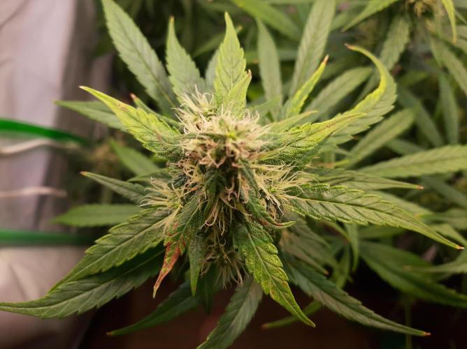 Super³Sativas. Week 11 - Leaves necrose -Nevilles Haze - Day 72