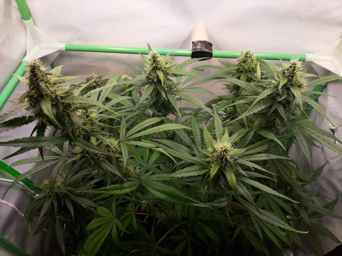 Super³Sativas. Week 11 - Nevilles Haze - Day 72