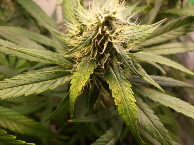 Super³Sativas. Week 11 - Leaves necrose -Nevilles Haze - Day 72