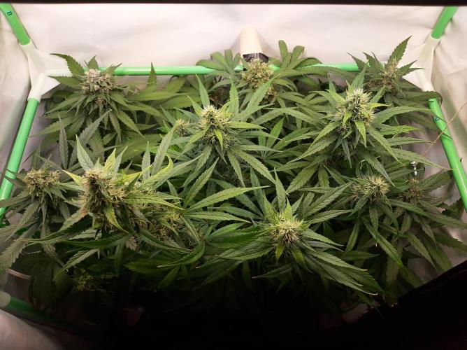 Super³Sativas. Week 11 - Day 74