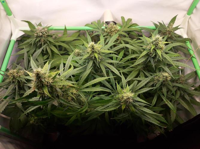 Super³Sativas. Week 11 - Day 75