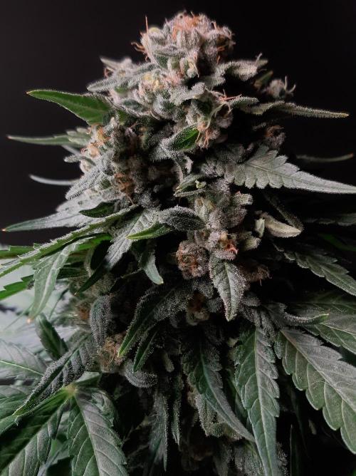 Super³Sativas. Week 12 - Super Lemon Haze - Day 83