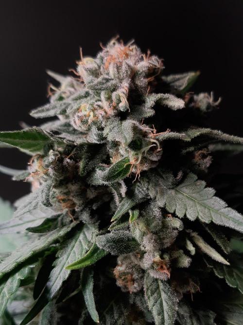 Super³Sativas. Week 12 - Super Lemon Haze - Day 83