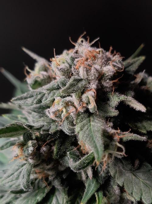 Super³Sativas. Week 12 - Super Lemon Haze - Day 83