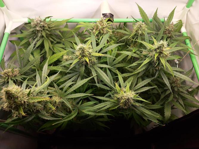 Super³Sativas. Week 12 - Day 83