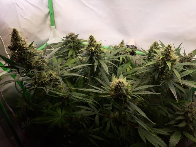 Super³Sativas. Week 12 - Overview - front Nevilles Haze