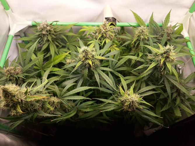 Super³Sativas. Week 13 - Day 86