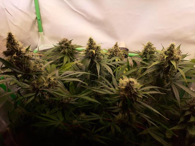 Super³Sativas. Week 13 - Day 86