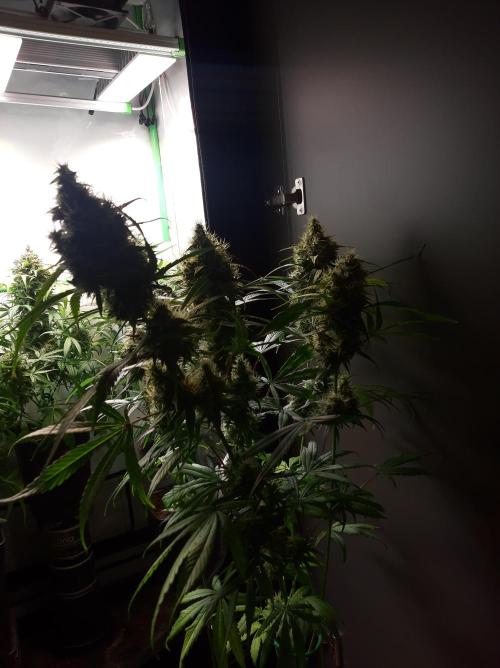 Super³Sativas. Week 13 - Nevilles Haze - Day 89