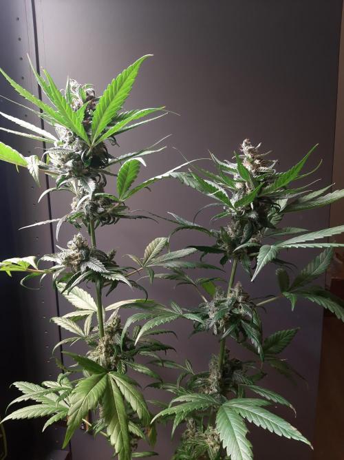 Super³Sativas. Week 13 - Superlicious Sativa - Day 89