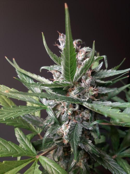 Super³Sativas. Week 13 - Superlicious Sativa - Day 89