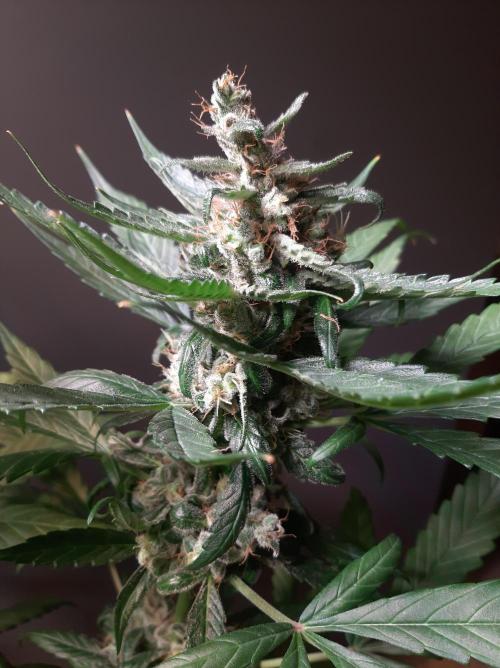 Super³Sativas. Week 13 - Superlicious Sativa - Day 89