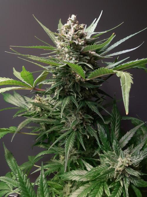 Super³Sativas. Week 13 - Super Silver Haze - Day 89