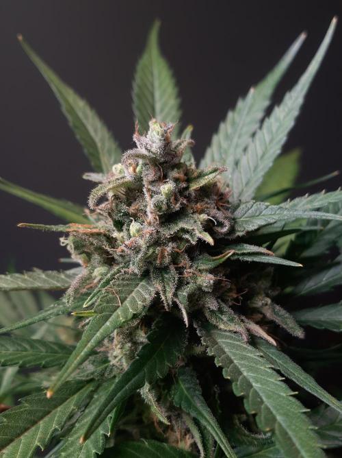 Super³Sativas. Week 13 - Super Silver Haze - Day 89