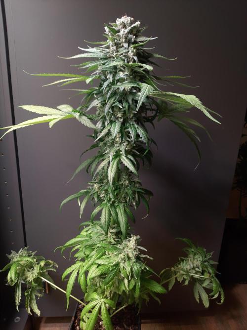 Super³Sativas. Week 13 - Super Lemon Haze - Day 89