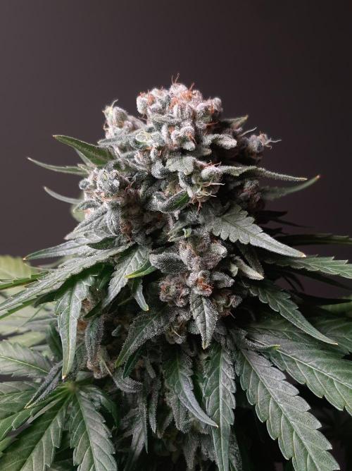 Super³Sativas. Week 13 - Super Lemon Haze - Day 89