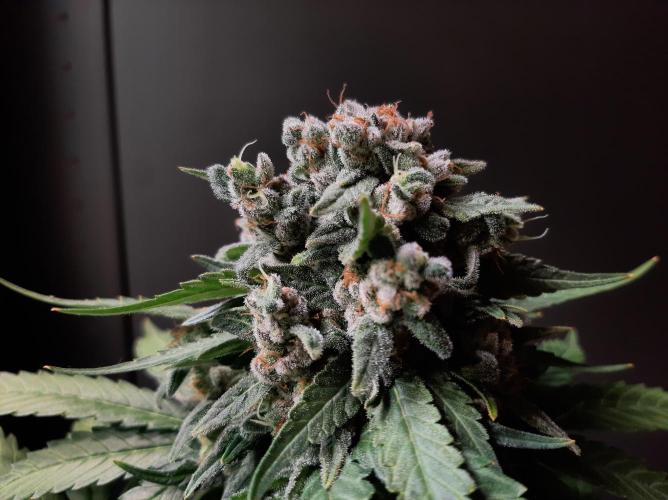 Super³Sativas. Week 13 - Super Lemon Haze - Day 89