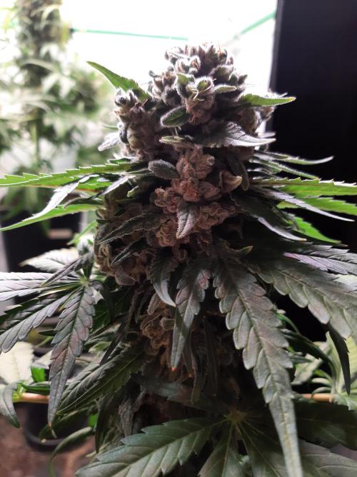 Super³Sativas. Week 13 - Super Lemon Haze - Day 89