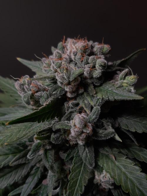 Super³Sativas. Week 13 - Super Lemon Haze - Day 89