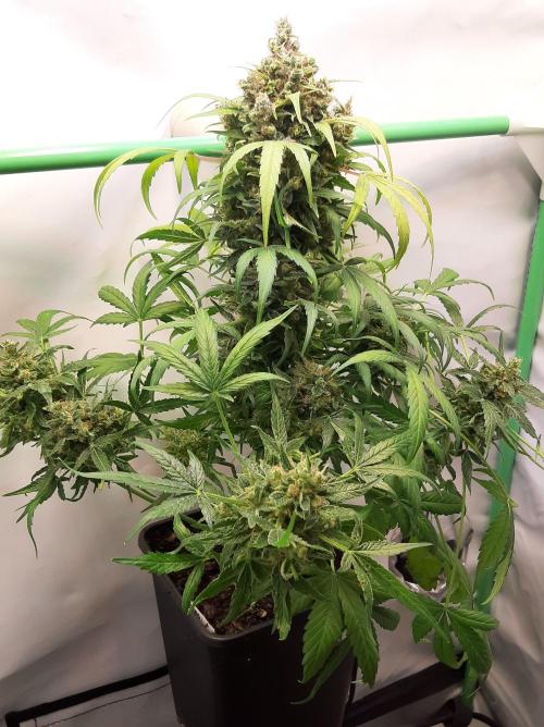 Super³Sativas. Week 13 - CBD Chronic - Day 89