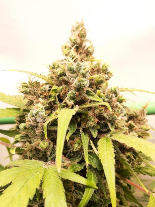 Super³Sativas. Week 13 - CBD Chronic - Day 89