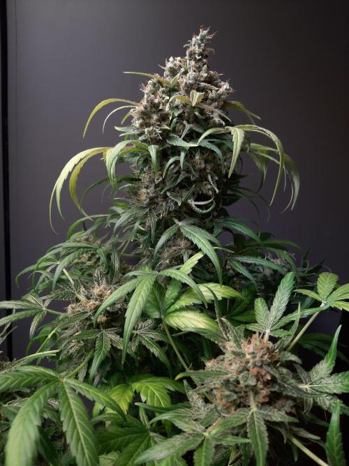 Super³Sativas. Week 13