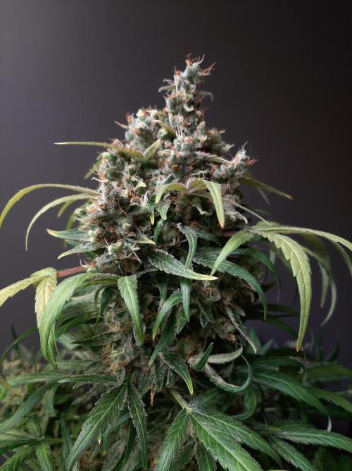 Super³Sativas. Week 13 - CBD Chronic - Day 89