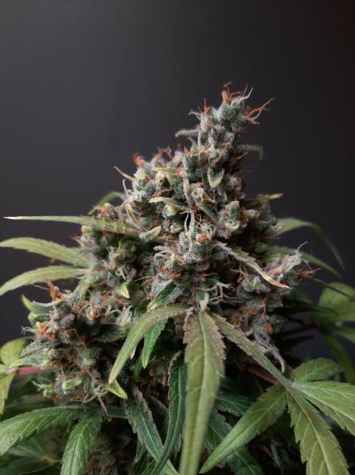 Super³Sativas. Week 13 - CBD Chronic - Day 89