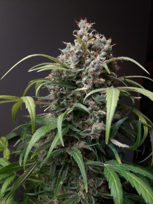 Super³Sativas. Week 13 - CBD Chronic - Day 89