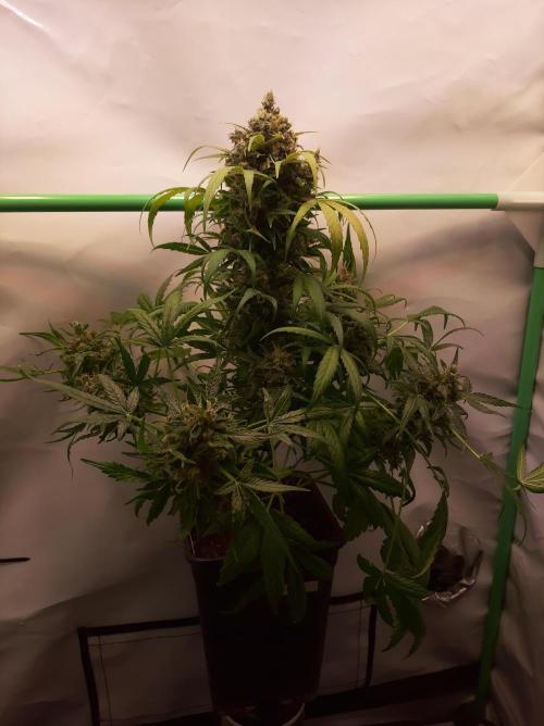 Super³Sativas. Week 13 - CBD Chronic - Day 89