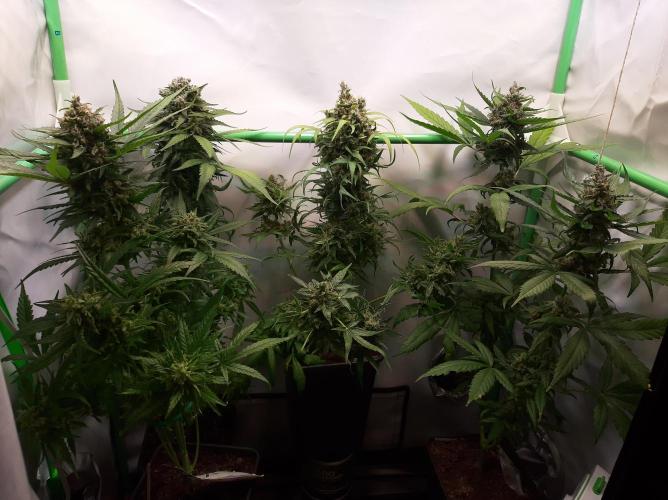 Super³Sativas. Week 13 - Day 89