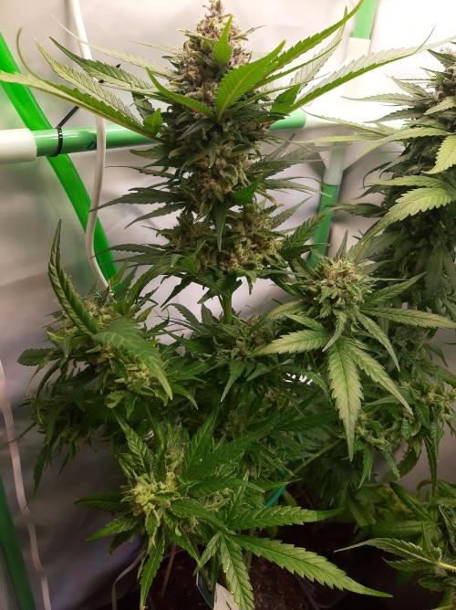 Super³Sativas. Week 13 - Super Silver Haze - Day 89