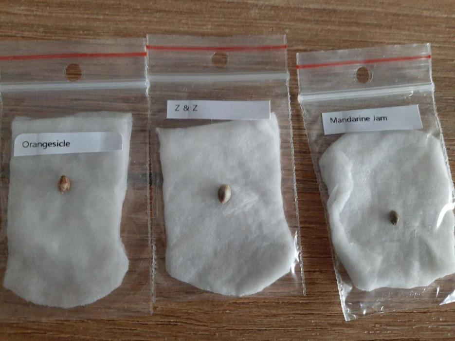 Taste the Terps 🍊. Week 0