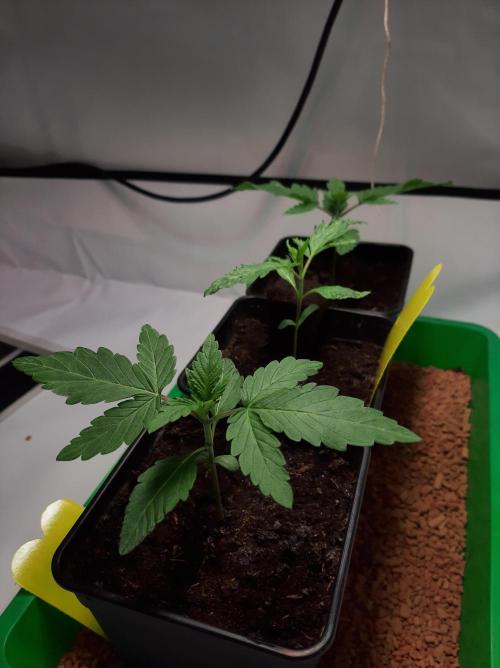 Taste the Terps 🍊. Week 3