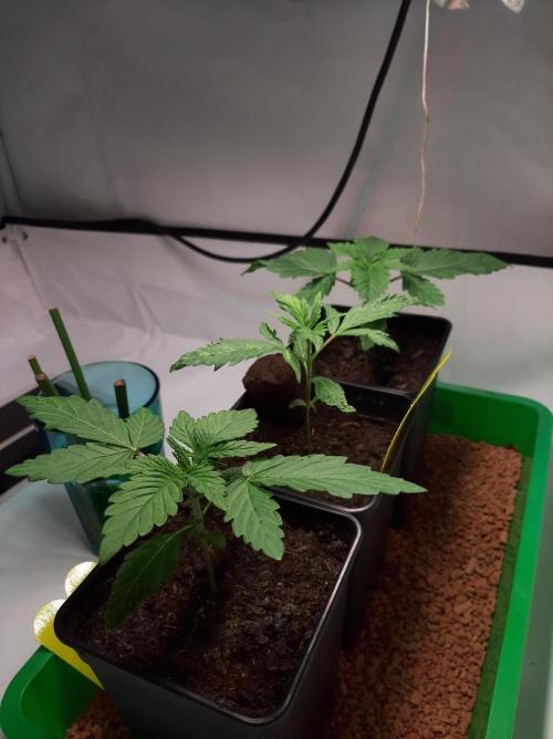 Taste the Terps 🍊. Week 4