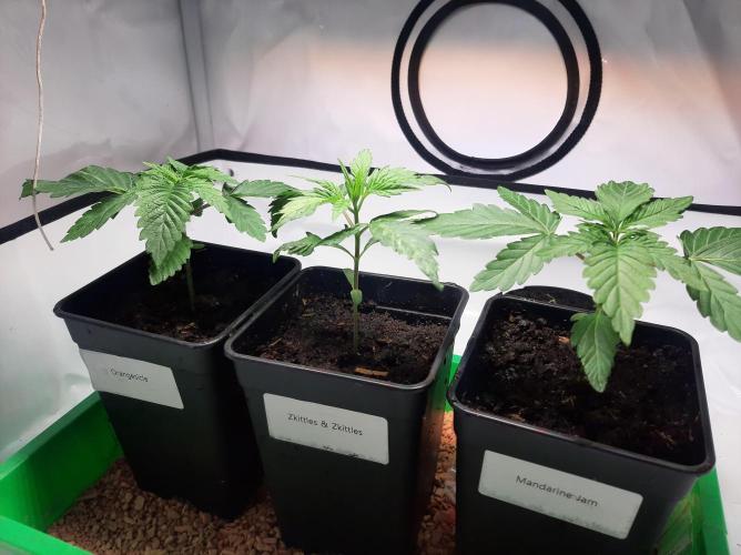 Taste the Terps 🍊. Week 4