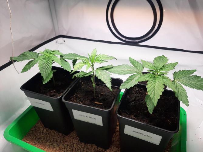 Taste the Terps 🍊. Week 4