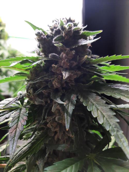 Super³Sativas. Week 14 - Super Lemon Haze