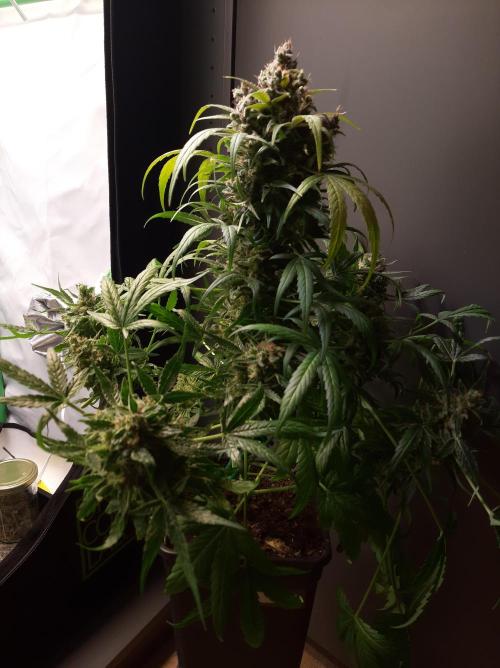Super³Sativas. Week 14 - CBD Chronic